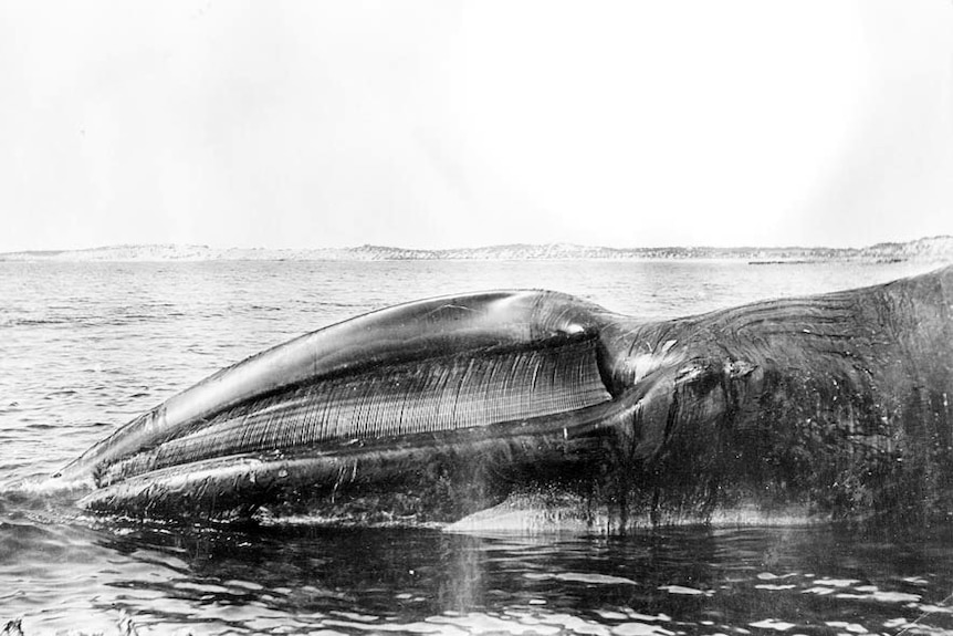 A captured whale on the shoreline.