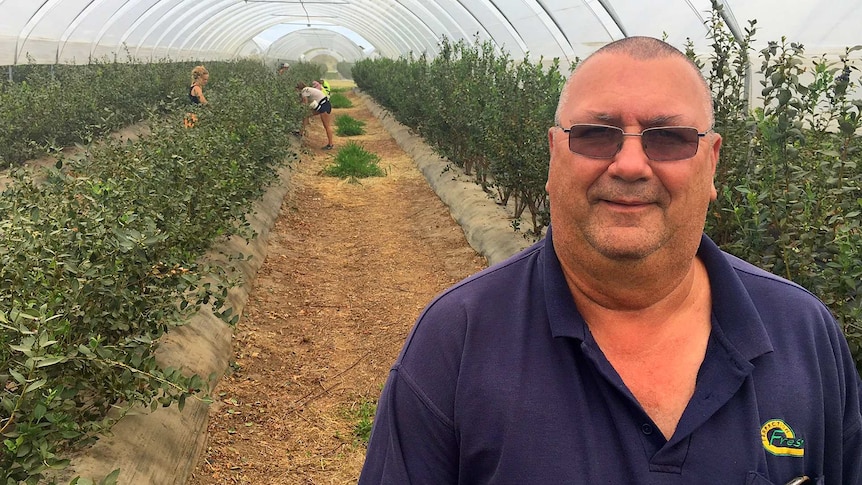 A man in a blue t-shirt stands in a row of blueberry bushes while backpackers pick berries in the background.