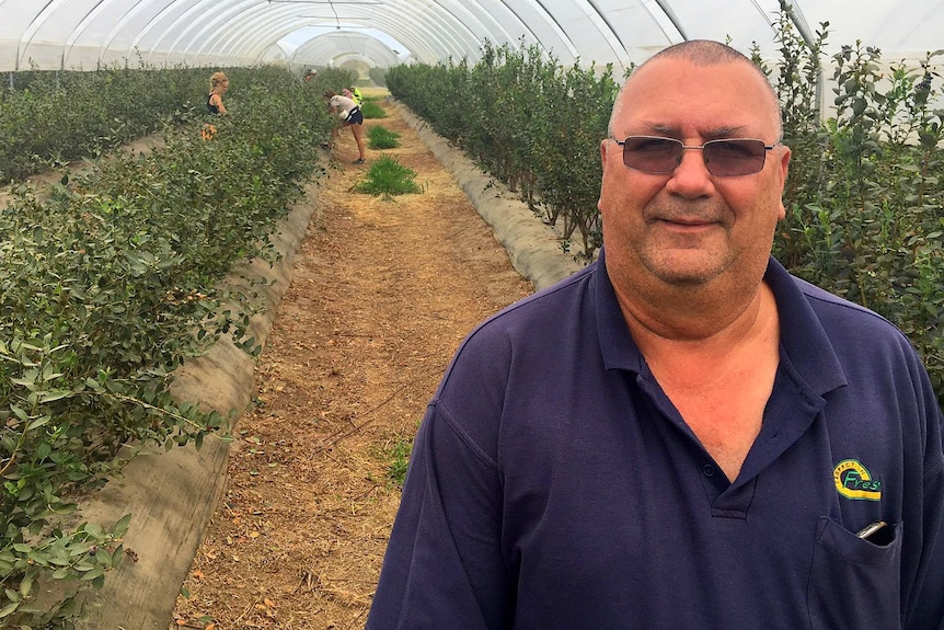 A man in a blue t-shirt stands in a row of blueberry bushes while backpackers pick berries in the background.