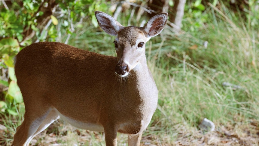 An undated photo of a Key deer in the grass.