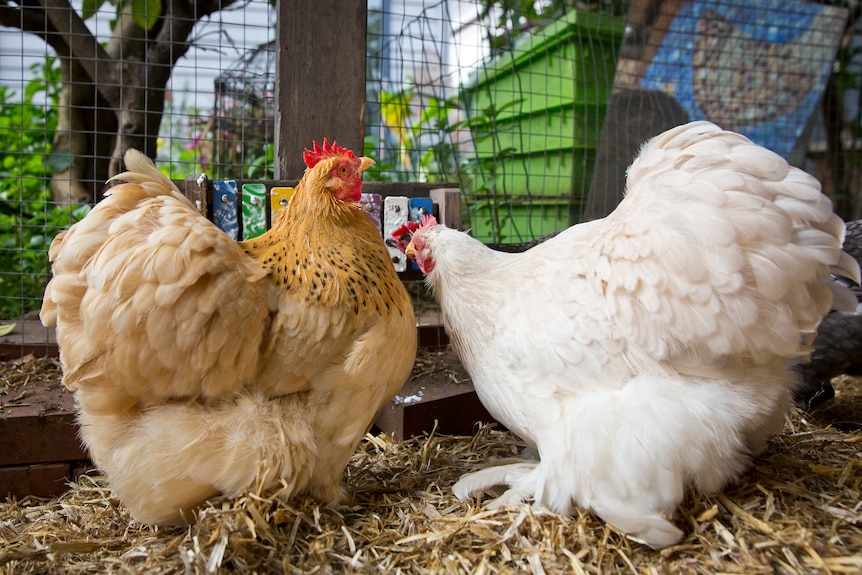 A brown pekin and a white pekin chicken stand next to a xylophone covered in a yoghurt-like substance in a chicken coop.