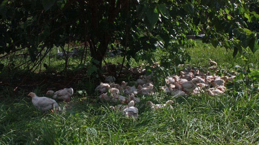 Tree shading chickens on a farm property