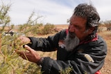 A older man inspecting a spiky bush in the outback.
