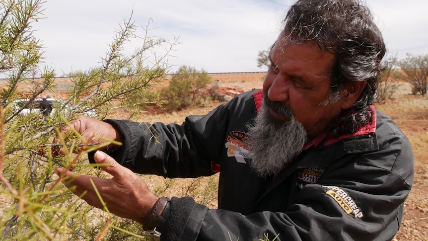 A older man inspecting a spiky bush in the outback.
