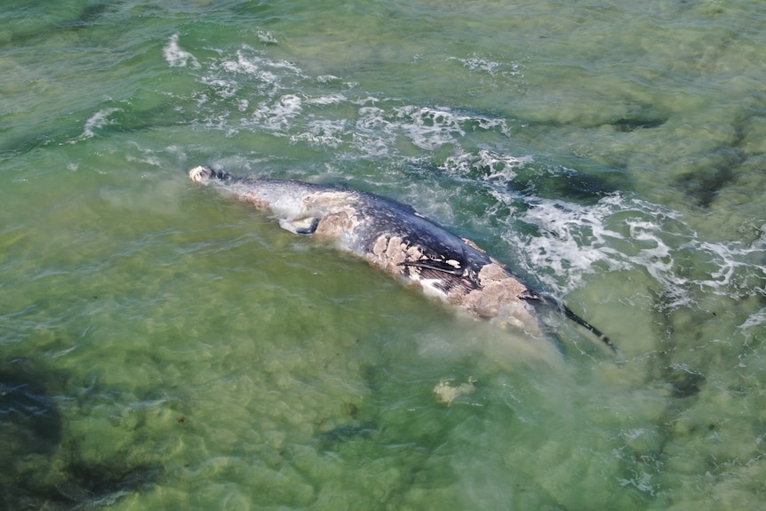 The carcass of a humpback whale in water