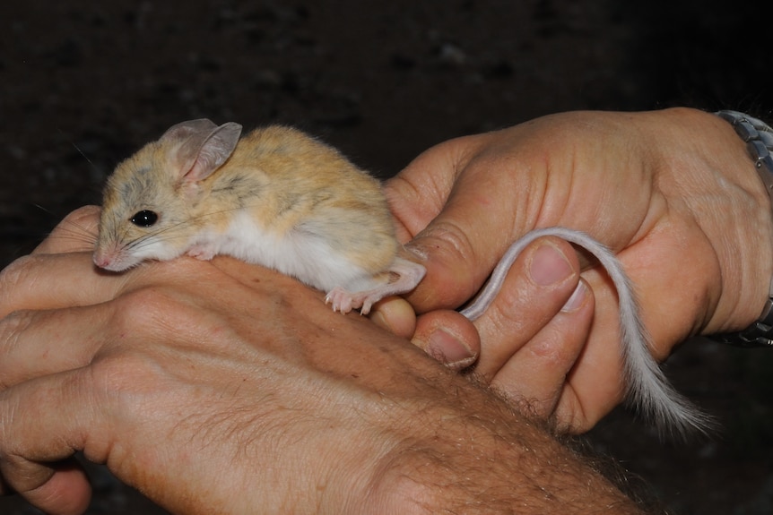 A dusky hopping mouse near Broken Hill
