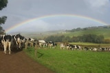 Sunshine after the storm as the dairy cows line up for milking.