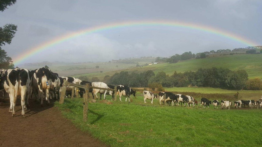 Sunshine after the storm as the dairy cows line up for milking.