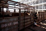 Cattle being loaded onto a live export boat