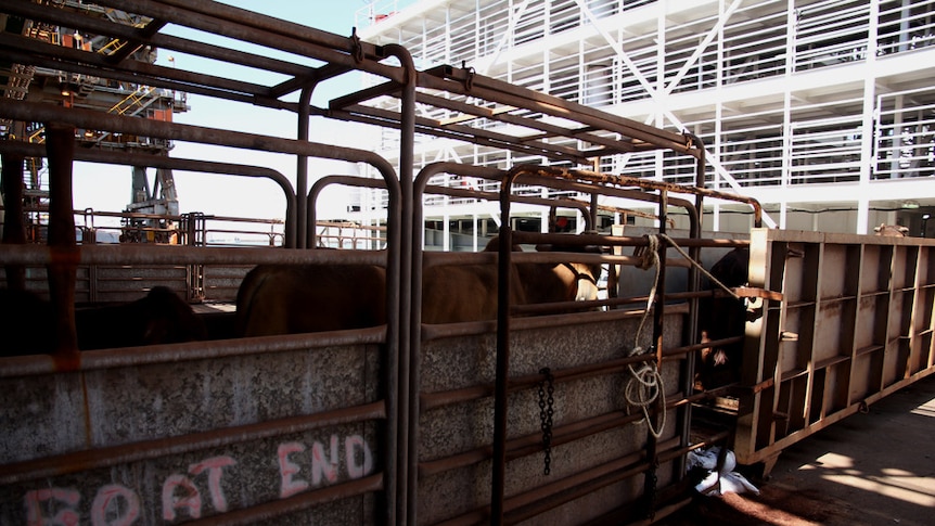 Cattle being loaded onto a live export boat. (file photograph)