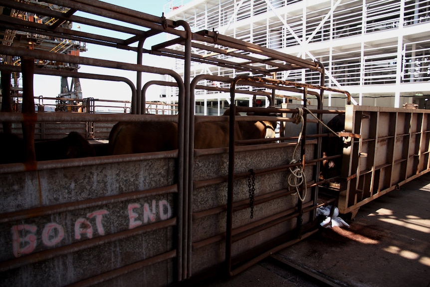 There are hopes a live export trade could begin out of Port Alma in Central Queensland
