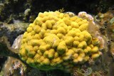 Image of a yellow-coloured stony coral - Porites asteroides - underwater