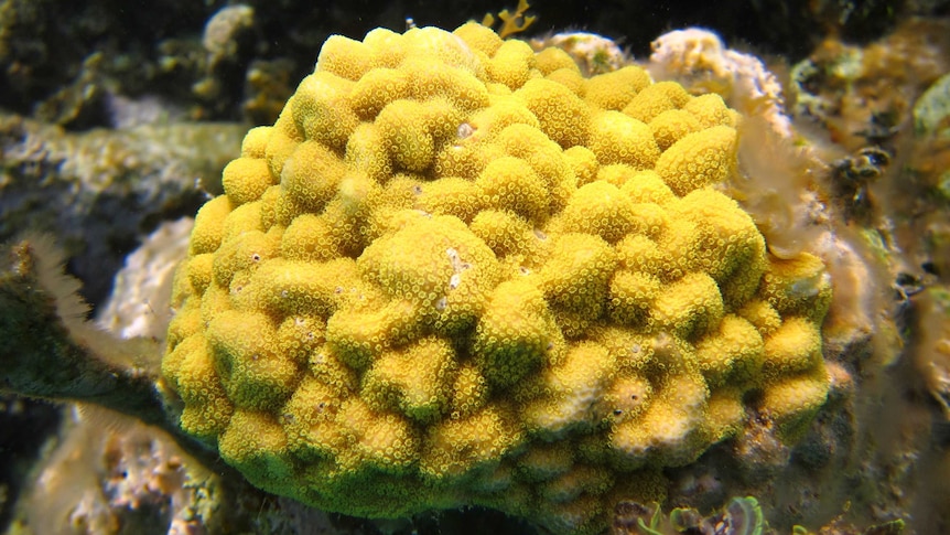 Image of a yellow-coloured stony coral - Porites asteroides - underwater