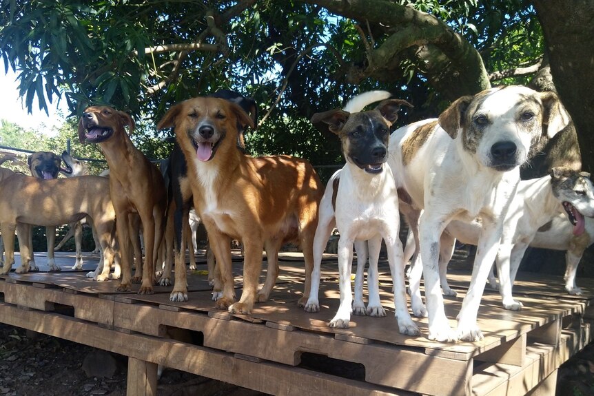 A group of dogs stand on a wooden platform under a tree. 