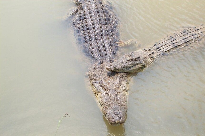 Male and female crocodile mating in pond