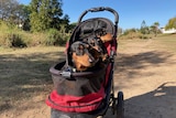 Three dogs sit in a red pram on a sunny day in a park.