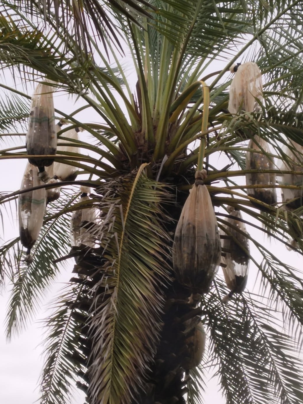 Bags of dates on trees after heavy rain.