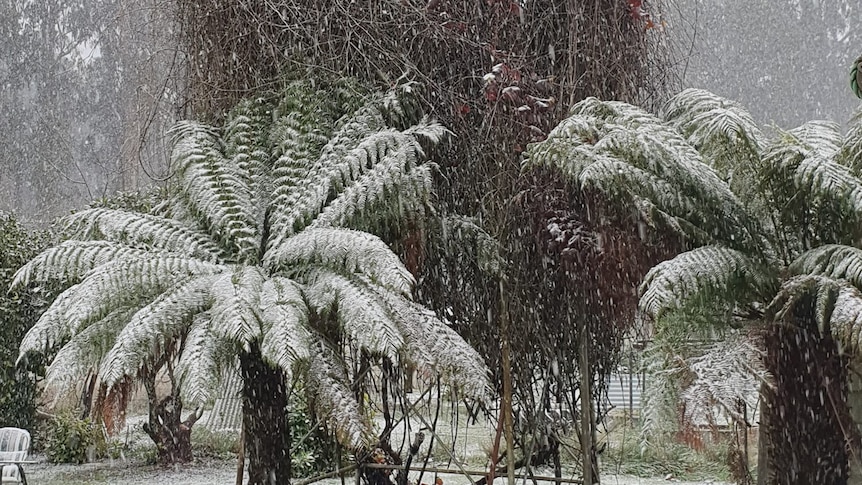 Snow falls on fern trees in Stanley 