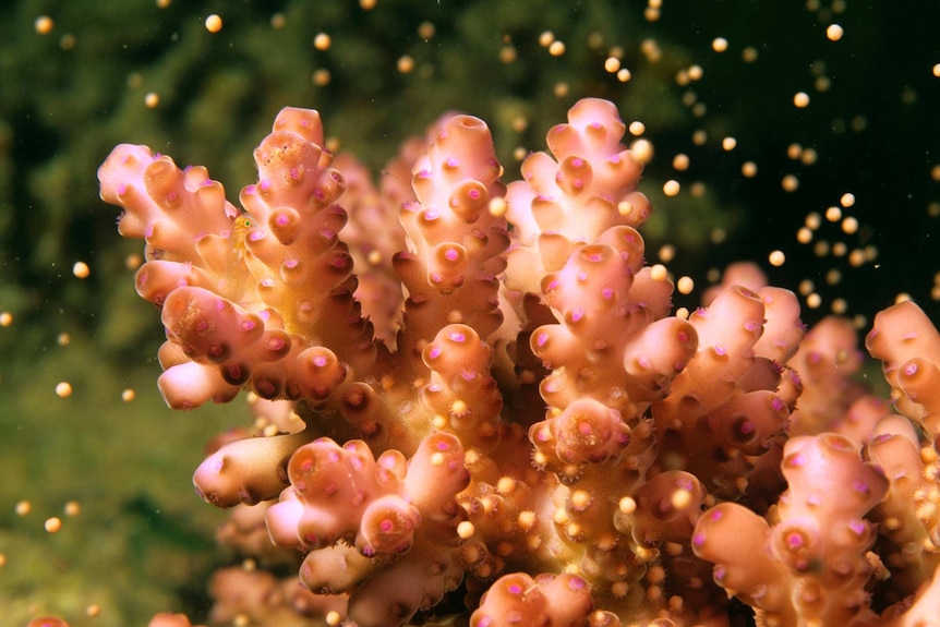 Hard coral spawning, Lizard Island National Park, Great Barrier Reef, Queensland, Australia