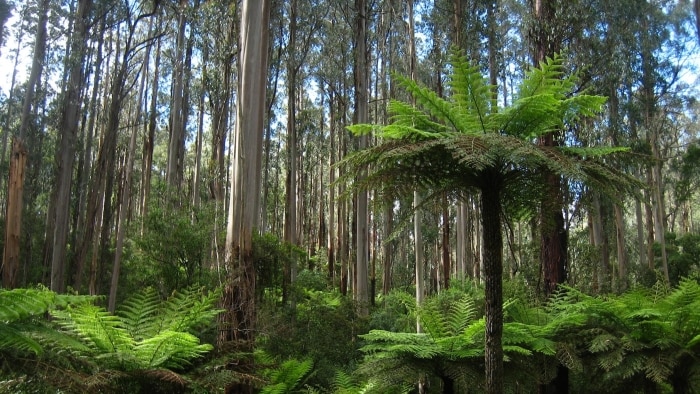 A Mountain Ash forest in Australia showing an understorey of tree ferns