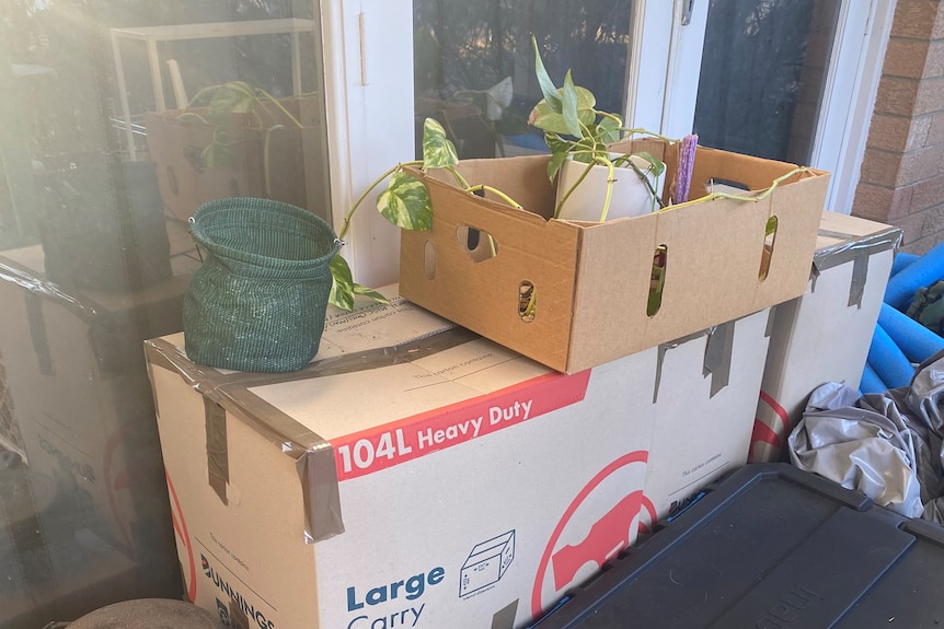 A stack of taped-up cardboard boxes. There's a plant in the box on top