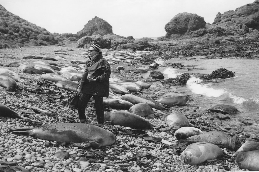 Black and white of Nel Law walking along a rocky surface surrounded by large beached seals.