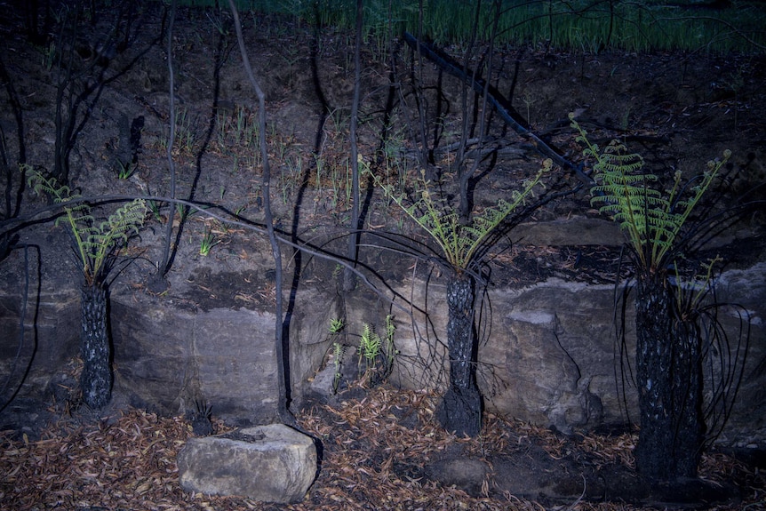 Three bright green fern trees sit against black rock.