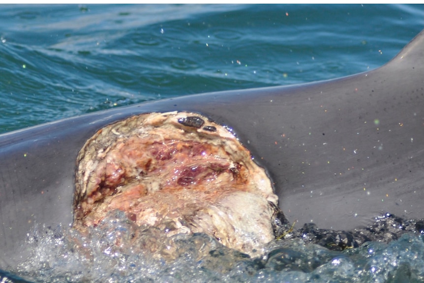 A dolphin that has been bitten by a shark