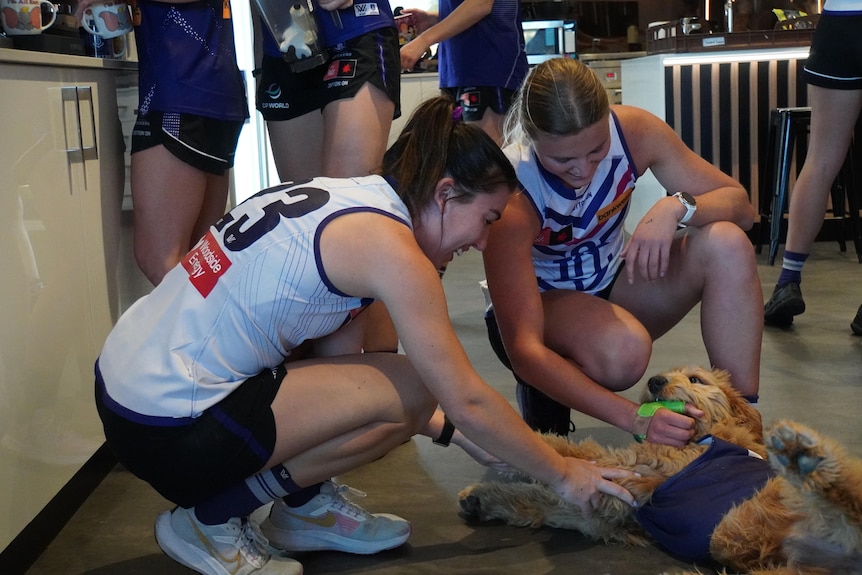 Winnie the Groodle plays with Dockers AFLW playersduring a break in training at Cockburn ARC