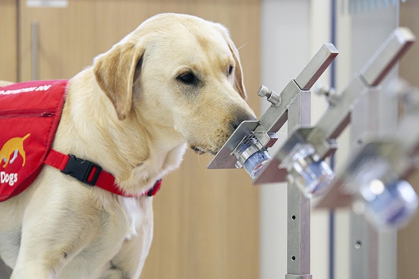 A dog sniffs a silver metal holder