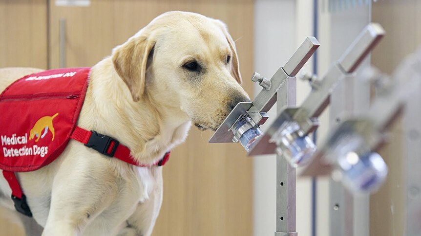 A dog sniffs a silver metal holder