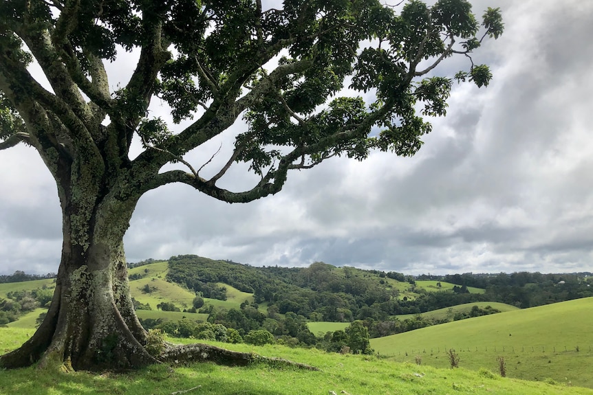 A magnificent tree with rolling hills and trees in the background.