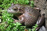 The endangered Growling Grass Frog has been spotted in wetlands in Victoria's north-west.