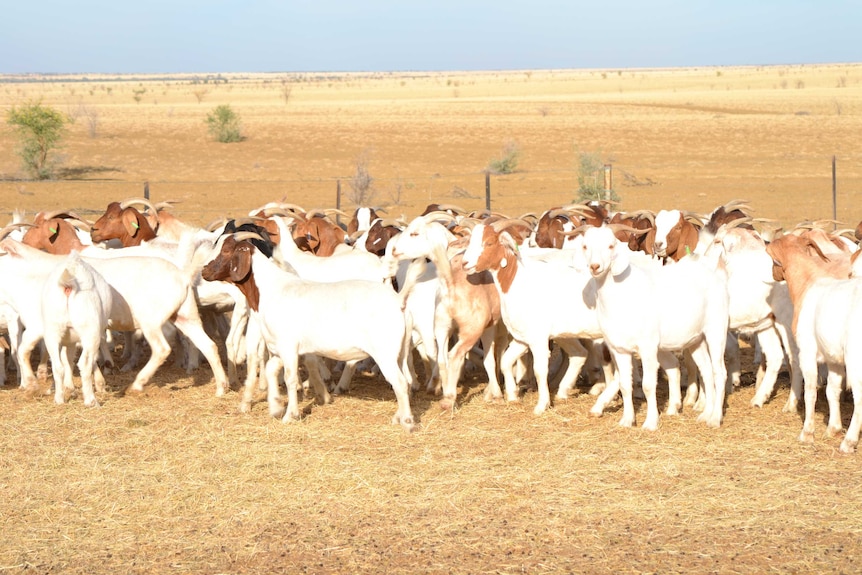 Goats in feedlot on Moselle Station