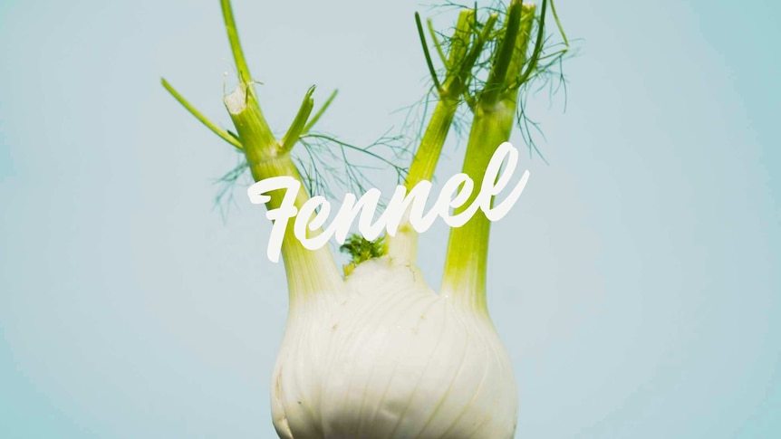 Bulb of raw fennel against a blue background.