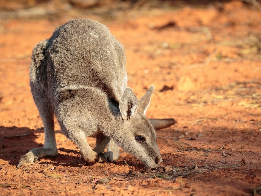 Light brown furry animal with large ears on hind legs, leaning down and sniffing the ground.