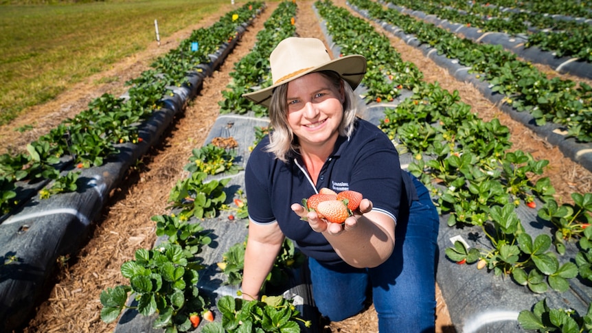 A woman kneels in a strawberry patch holding up pink and white strawberries.