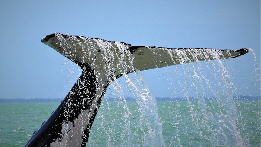 The tail of a humpback whale exposed above the water. Lots of water pouring off.