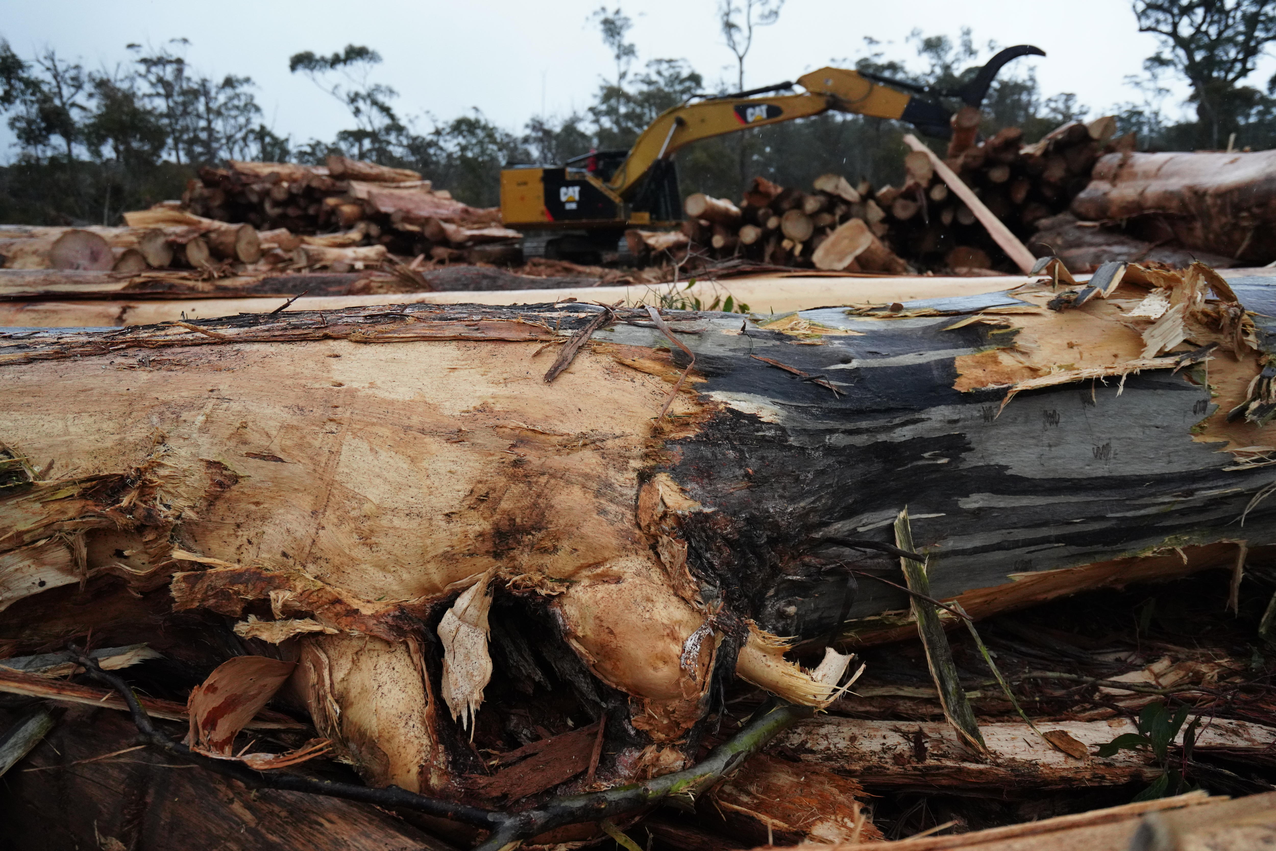 A large logged tree in a logging area of Tasmania
