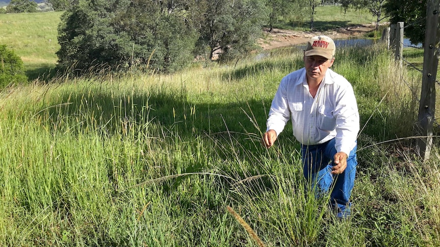 Stud cattle breeder Shane Bishop with giant rat's tail weed