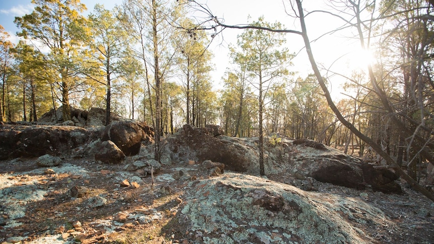 Rocks covered in lichen with straggly trees behind.