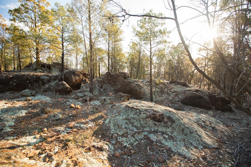 Rocks covered in lichen with straggly trees behind.