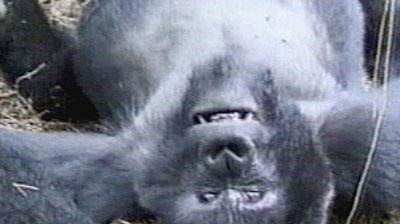 Climber escapes from zoo's gorilla enclosure