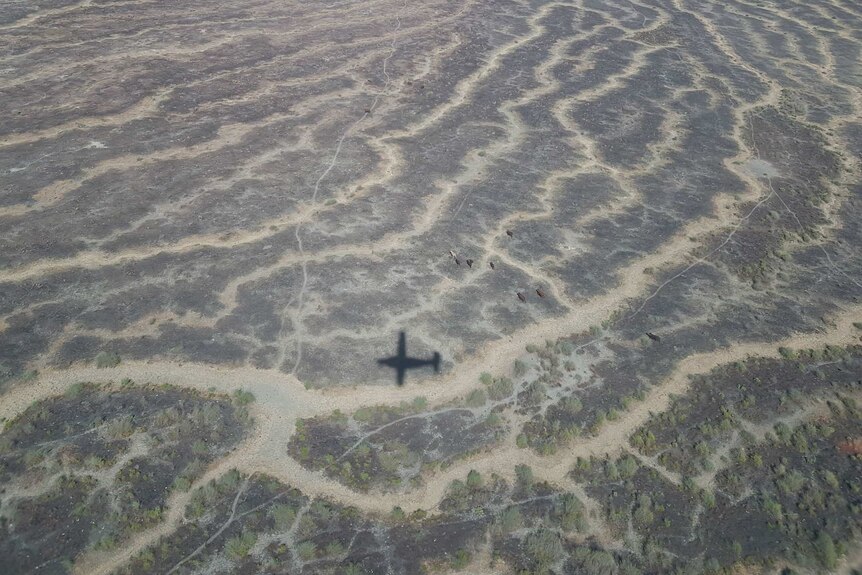 An aerial view of dry, flat country with the marks of channels, and the shadow of a small plane flying overhead.
