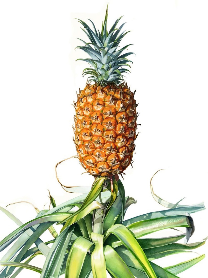 The pineapple artwork was created in water colours.