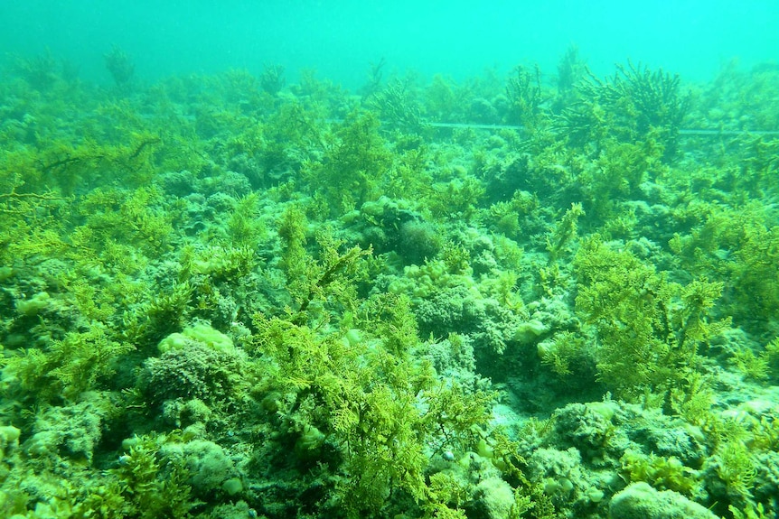 Rocky reef with high cover of turfing algae