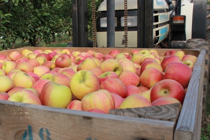 A large crate packed with red apples.