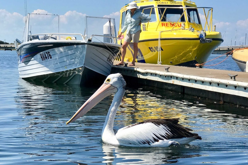 A pelican swims in the waters off Queenscliff on Victoria's Bellarine Peninsula.