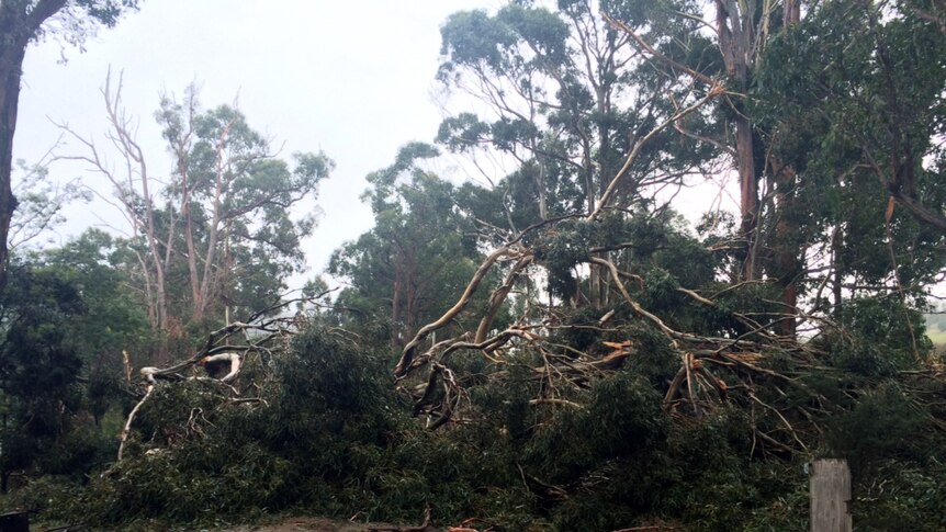 A tree, uprooted in high winds, blocks a road at Petcheys Bay near Cygnet