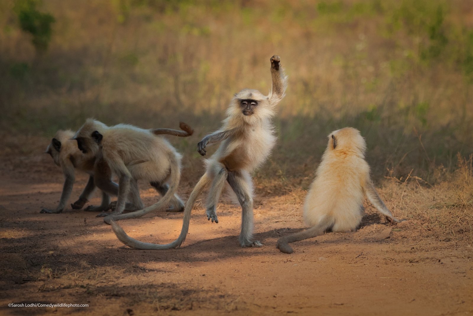 A monkey strikes a pose.